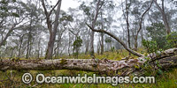 Snow Gums New England National Park Photo - Gary Bell