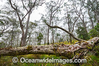 Snow Gums in mist Photo - Gary Bell
