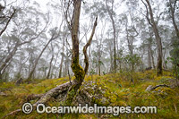 Snow Gums New England National Park Photo - Gary Bell