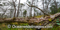 Snow Gums in mist Photo - Gary Bell