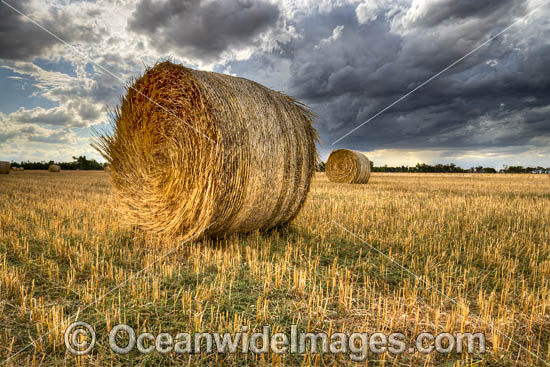 Straw Bales in field photo Straw Bales in field photo