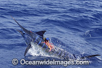 Indo-Pacific Blue Marlin on surface Photo - John Ashley
