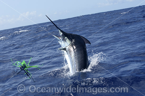 Blue Marlin on surface photo Blue Marlin on surface photo