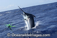 Blue Marlin on surface Photo - John Ashley