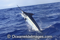 Indo-Pacific Blue Marlin Photo - John Ashley