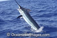 Blue Marlin on surface Photo - John Ashley