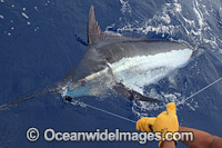 Blue Marlin Photo - John Ashley