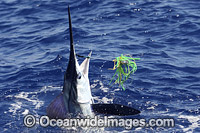White Marlin Photo - John Ashley