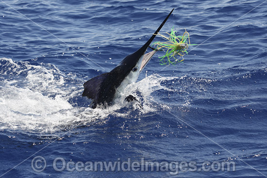 White Marlin photo White Marlin photo