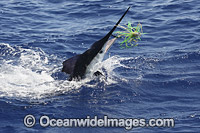 White Marlin Photo - John Ashley