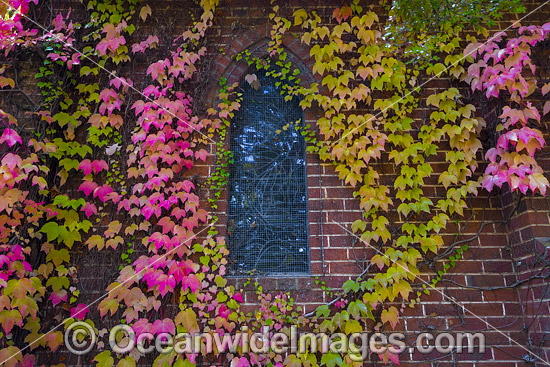 Autumn Leaves on chapel photo Autumn Leaves on chapel photo
