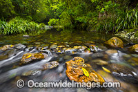 Urumbilum River Photo - Gary Bell