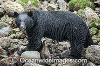 Black Bear in Canada Photo - Michael Patrick O'Neill