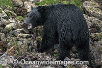 Black Bear in Canada Photo - Michael Patrick O'Neill
