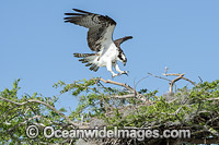 Osprey in nest Photo - Michael Patrick O'Neill