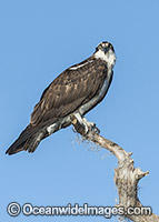 Osprey resting on tree Photo - Michael Patrick O'Neill