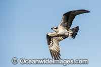 Osprey flying Photo - Michael Patrick O'Neill