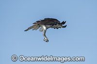 Osprey flying Photo - Michael Patrick O'Neill