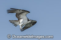 Osprey flying Photo - Michael Patrick O'Neill