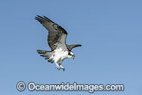 Osprey in flight Photo - Michael Patrick O'Neill