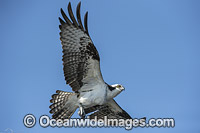 Osprey flying Photo - Michael Patrick O'Neill