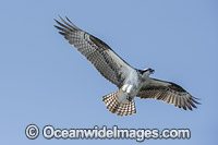 Osprey in flight Photo - Michael Patrick O'Neill