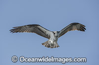 Osprey flying Photo - Michael Patrick O'Neill