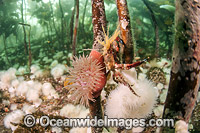 Northern Kelp Crab in kelp Photo - Michael Patrick O'Neill