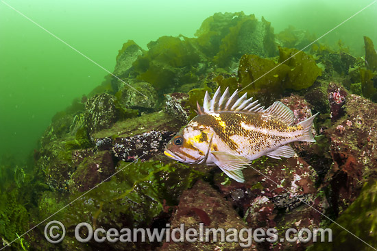 Copper Rockfish Canada photo Copper Rockfish Canada photo