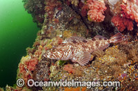 Lingcod Ophiodon elongatus Photo - Michael Patrick O'Neill