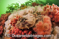 Red Irish Lord Hemilepidotus hemilepidotus Photo - Michael Patrick O'Neill