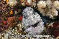 Wolf Eel Anarrhuchthys ocellatus Photo - Michael Patrick O'Neill