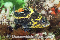 China Rockfish Sebastes neulosus Photo - Michael Patrick O'Neill