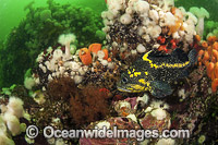 China Rockfish Canada Photo - Michael Patrick O'Neill