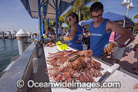 Volunteers count invasive Lionfish Photo - Michael Patrick O'Neill