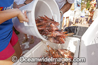 Volunteers count invasive Lionfish Photo - Michael Patrick O'Neill