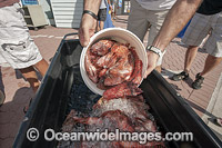Reef count of invasive Lionfish Photo - Michael Patrick O'Neill