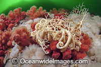 Basket Star Canada Photo - Michael Patrick O'Neill
