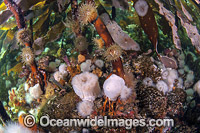 Short Plumose Anemone in kelp forest Photo - Michael Patrick O'Neill