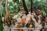 Short Plumose Anemone Photo - Michael Patrick O'Neill