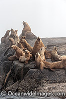 Steller Sea Lion Canada Photo - Michael Patrick O'Neill