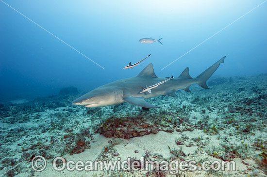 Lemon Shark Juno Beach photo Lemon Shark Juno Beach photo