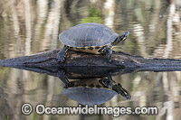 Suwannee Cooter Florida Photo - Michael Patrick O'Neill