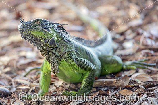 Green Iguana photo Green Iguana photo