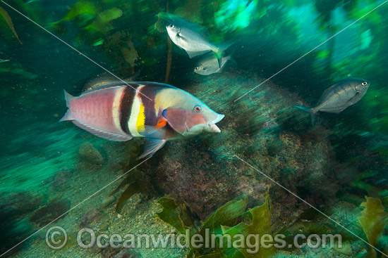 Sandager's Wrasse NewZealand photo Sandager's Wrasse NewZealand photo