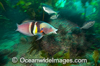 Sandager's Wrasse NewZealand Photo - Justin Gilligan