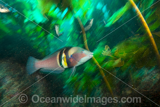 Sandager's Wrasse NewZealand photo Sandager's Wrasse NewZealand photo