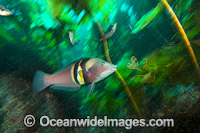 Sandager's Wrasse NewZealand Photo - Justin Gilligan