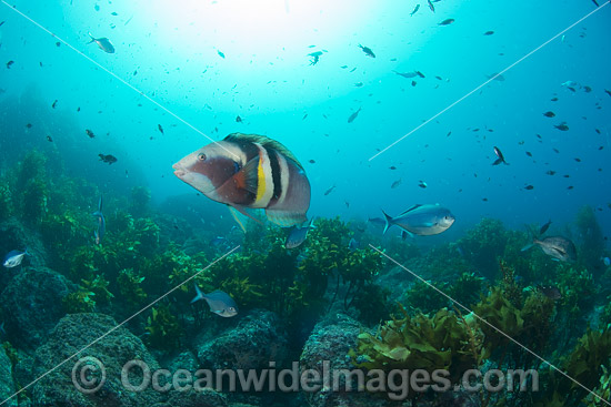 Sandager's Wrasse NewZealand photo Sandager's Wrasse NewZealand photo