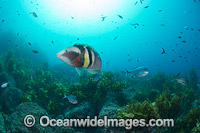 Sandager's Wrasse NewZealand Photo - Justin Gilligan